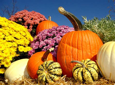 pumpkin fall scene|free fall background with pumpkins.